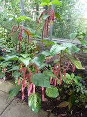 Acalypha hispida plant with red, cylindrical flowers