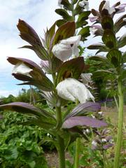 Acanthus hungaricus flower in bloom