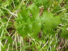 Acanthus hungaricus leaves