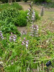 Acanthus hungaricus plant in Cambridge University Botanic Garden