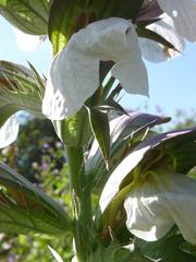 Acanthus hungaricus flower