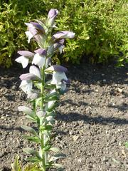 Acanthus hungaricus plant with green leaves and purple flowers