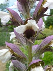 Acanthus spinosus flower in full bloom