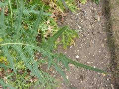 spiny leaves of Acanthus spinosus