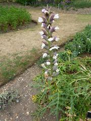 Acanthus spinosus plant