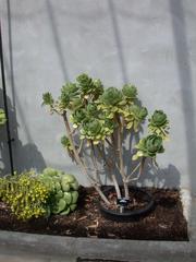 Aeonium balsamiferum plant