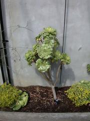 Aeonium holochrysum from Canary Islands