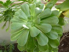 Aeonium korneliuslemsii leaves