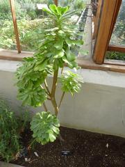 Aeonium korneliuslemsii plant in a garden