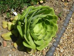 Aeonium subplanum succulent in Cambridge University Botanic Garden