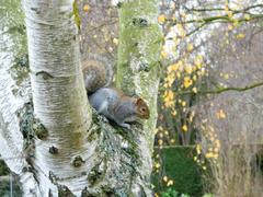 a squirrel prepares to jump to the ground