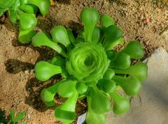 Aeonium subplanum plant in Cambridge University Botanic Garden