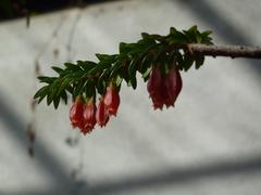 Agapetes serpens flowers in full bloom