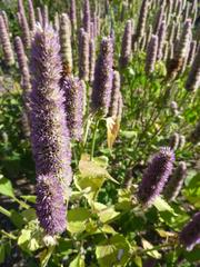 Agastache foeniculum (Anise Hyssop) flower in bloom