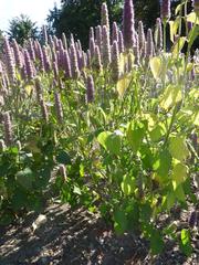 Agastache foeniculum Anise Hyssop plant