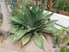 Agave heteracantha plant in Cambridge University Botanic Garden