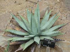 Agave parryi plant