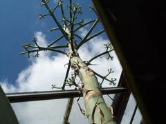 Agave sisalana flower spike at Botanic Gardens