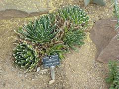 Agave victoriae-reginae plant in Cambridge University Botanic Garden