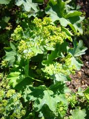 Alchemilla glabra Smooth Lady's mantle flower