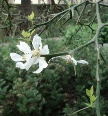 Flower of Poncirus trifoliata in Pisa botanic garden