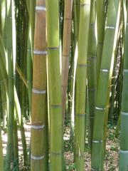 Orto Botanico di Pisa Bamboo