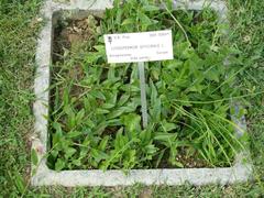 Lithospermum officinale at Orto botanico di Pisa