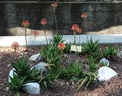 Aloe x delaetii in Pisa Botanical Garden