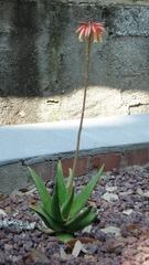 Aloe x delaetii plant in Pisa Botanical Garden