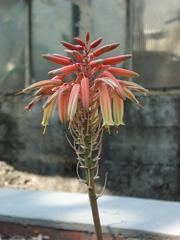 Aloe x delaetii flowers in bloom