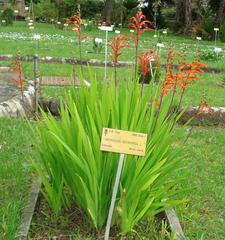 Antholyza aethiopica flower at Pisa Botanical Garden