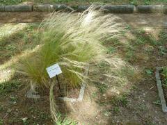 Stipa tenuissima plant at Orto botanico di Pisa