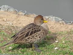 Yellow-billed Pintail at Curitiba Zoo