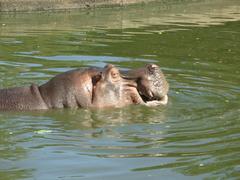 Hippopotamus in Curitiba Zoo