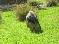 Tamanduá-Bandeira in Curitiba Zoo