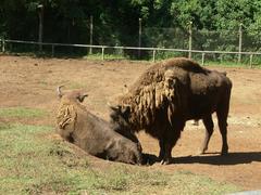 European bison at Curitiba Zoo