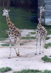 giraffes in Curitiba Zoo