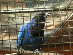 Azure Jay at Curitiba Zoo