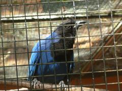 Gralha-Azul perched on a branch at Curitiba Zoo