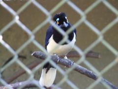 Gralha-picaça (Plush-crested Jay) bird in captivity