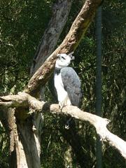 Harpia harpyja perched in a zoo enclosure