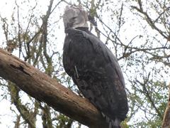 Harpy Eagle at Curitiba Zoo