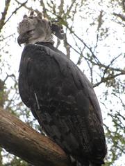 Harpy Eagle at Curitiba Zoo