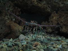 Crustacean at the Oceanarium of Aracaju