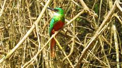 Ariramba-de-cauda-ruiva bird in Parque das Mangabeiras