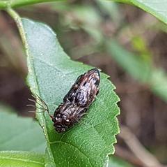 Balgus tuberculosus beetle