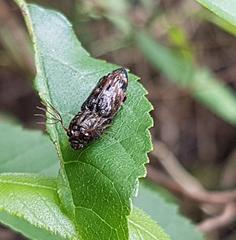 Rare Elateridae beetle mimicking gecko feces