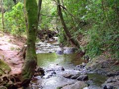 Mata do Parque das Mangabeiras em Belo Horizonte