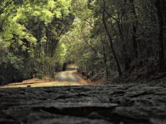 walking path in Parque das Mangabeiras, Belo Horizonte