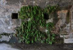 Ferns under the Real bridge in Valencia